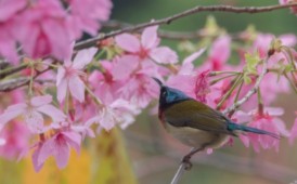 櫻花 與 小鳥(niǎo)