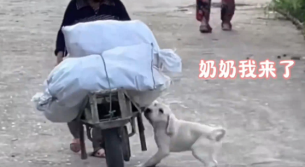 狗狗看到主人推著很重的貨物，沖向前拽下一袋