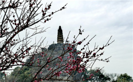 梅花映塔山 喜迎乙巳年