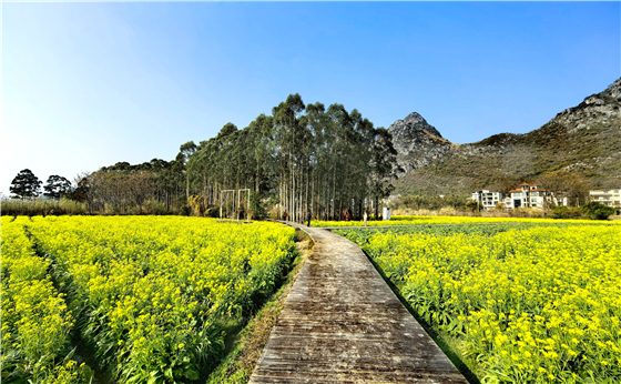 油菜花开映山岗