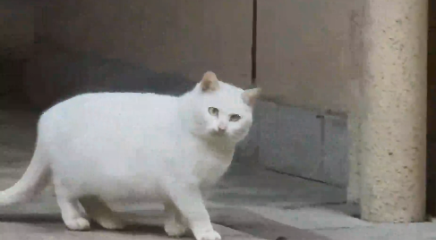 卡机猫！猫猫：你听说过我的故事？网友：你的脸上写满了故事