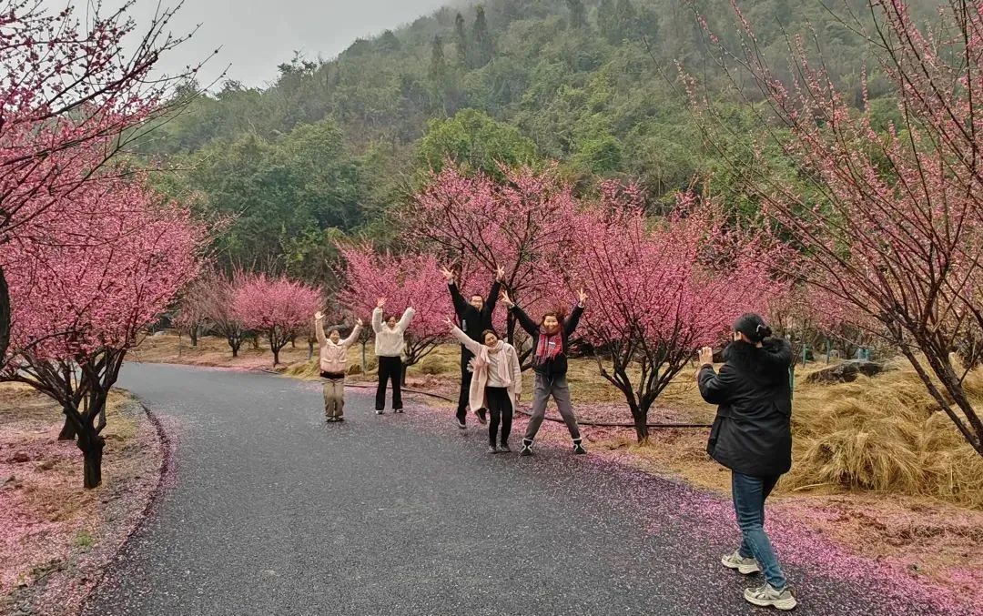 桂林这地千年古村梅花开了