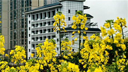 家門(mén)口的油菜花也很美