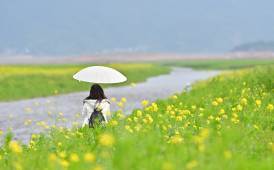 下黃村春色