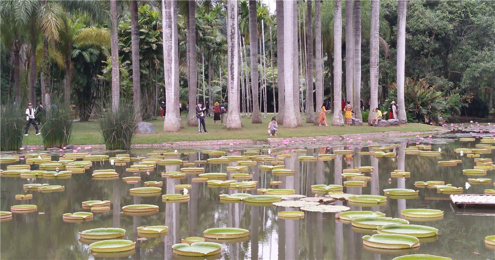 打卡海南興隆熱帶植物園