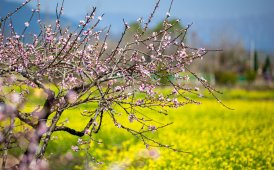 城外春色～万亩田园花争春