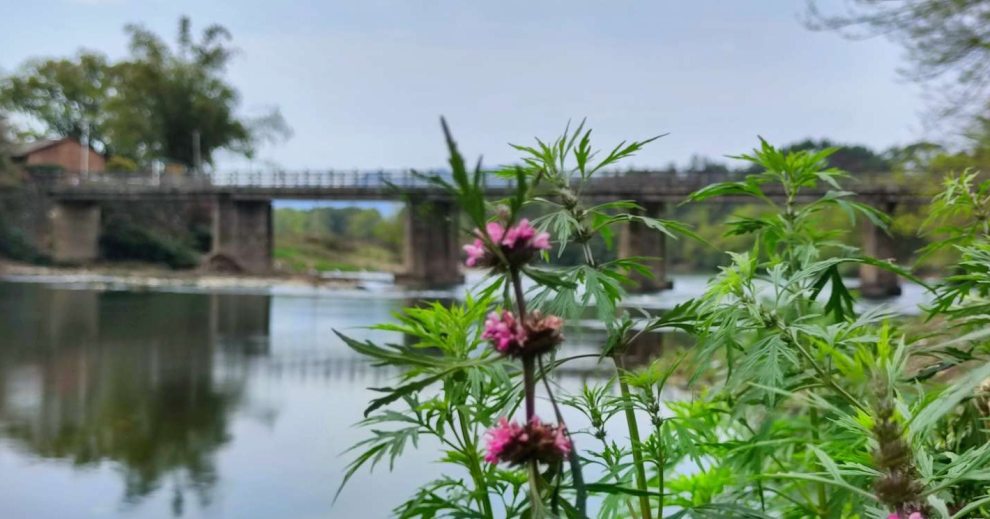 潺潺春江水，飞机轰鸣声