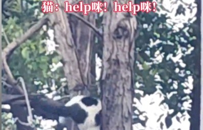 胖咪上树卡住扑腾瞬间被拍下，猫：help咪！help咪！