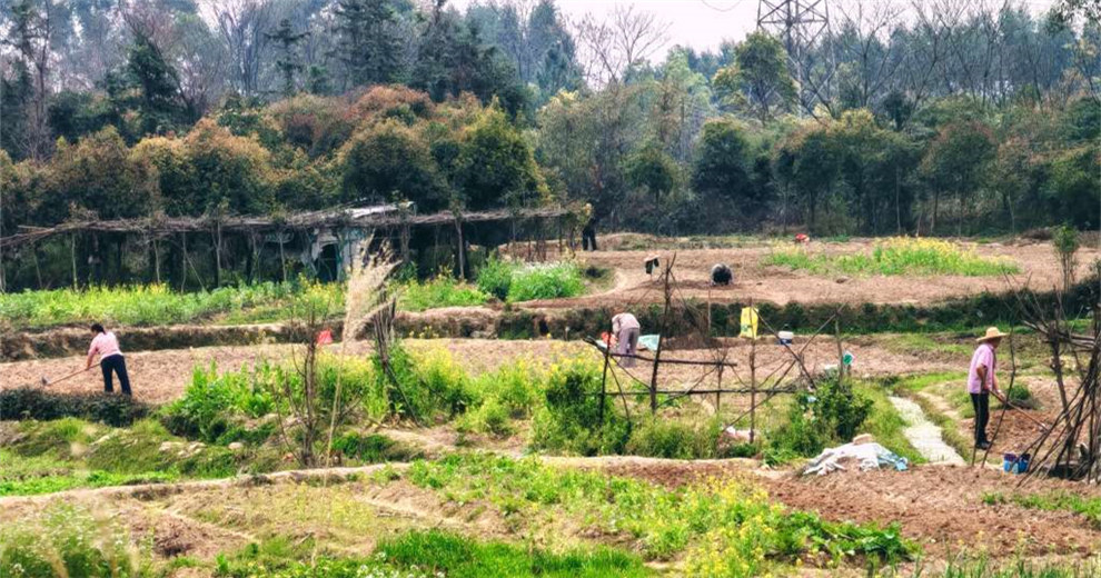 長蛇嶺下，田園美如畫