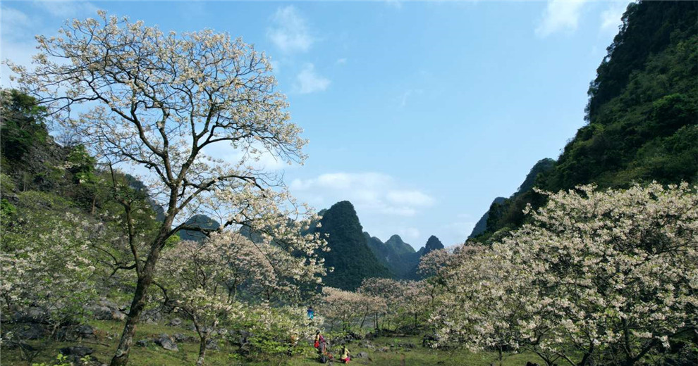 柳州中渡油桐花海，又到一年花開(kāi)季！