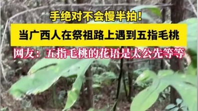 當(dāng)廣西人在祭祖路上遇到五指毛桃