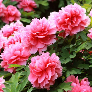 一路繁花向洛阳