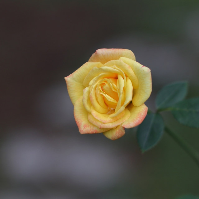 虞山公园的月季花开啦