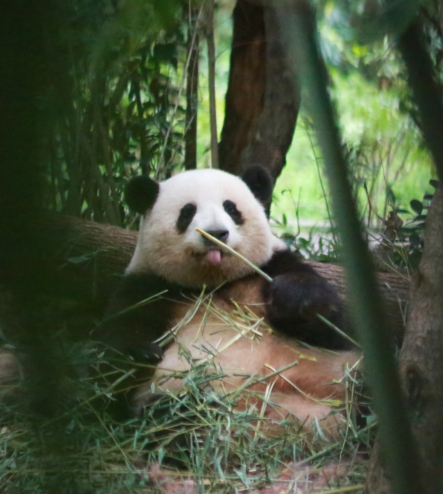 顶流明星——花花