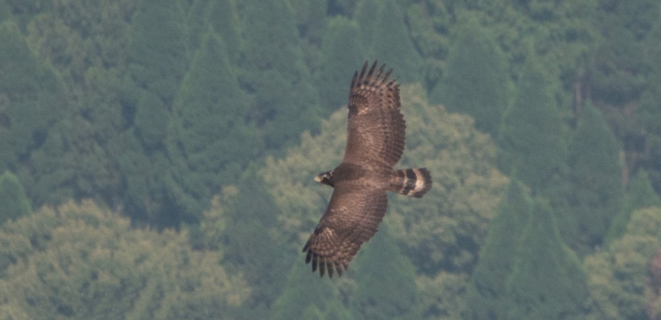 大王巡山：尧山白云观蛇雕