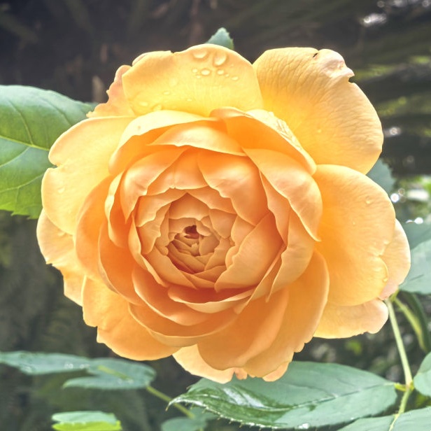 虞山公园赏月季花