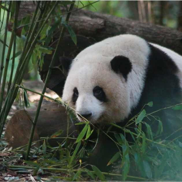 顶流明星——花花