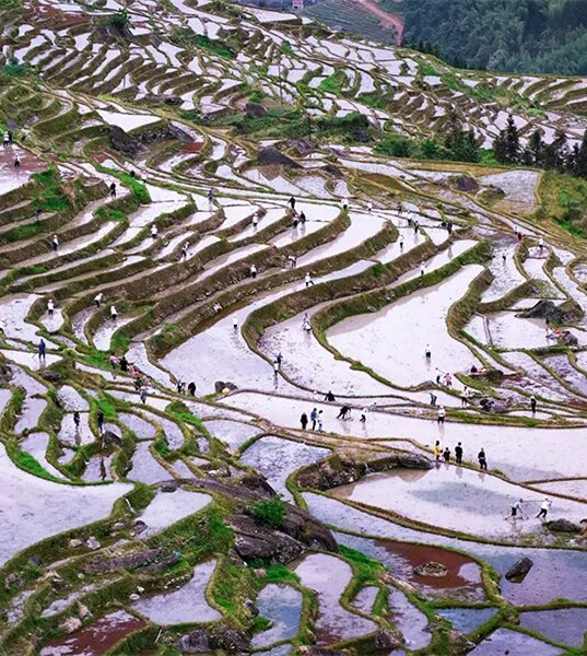 五一期间龙脊开耕节不容错过