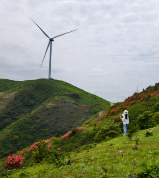 壮观美丽的高山杜鹃花