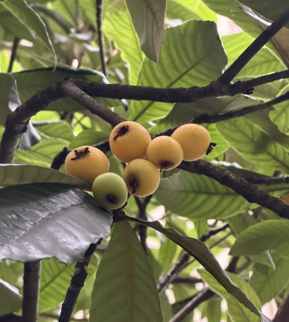 又是一年枇杷熟
