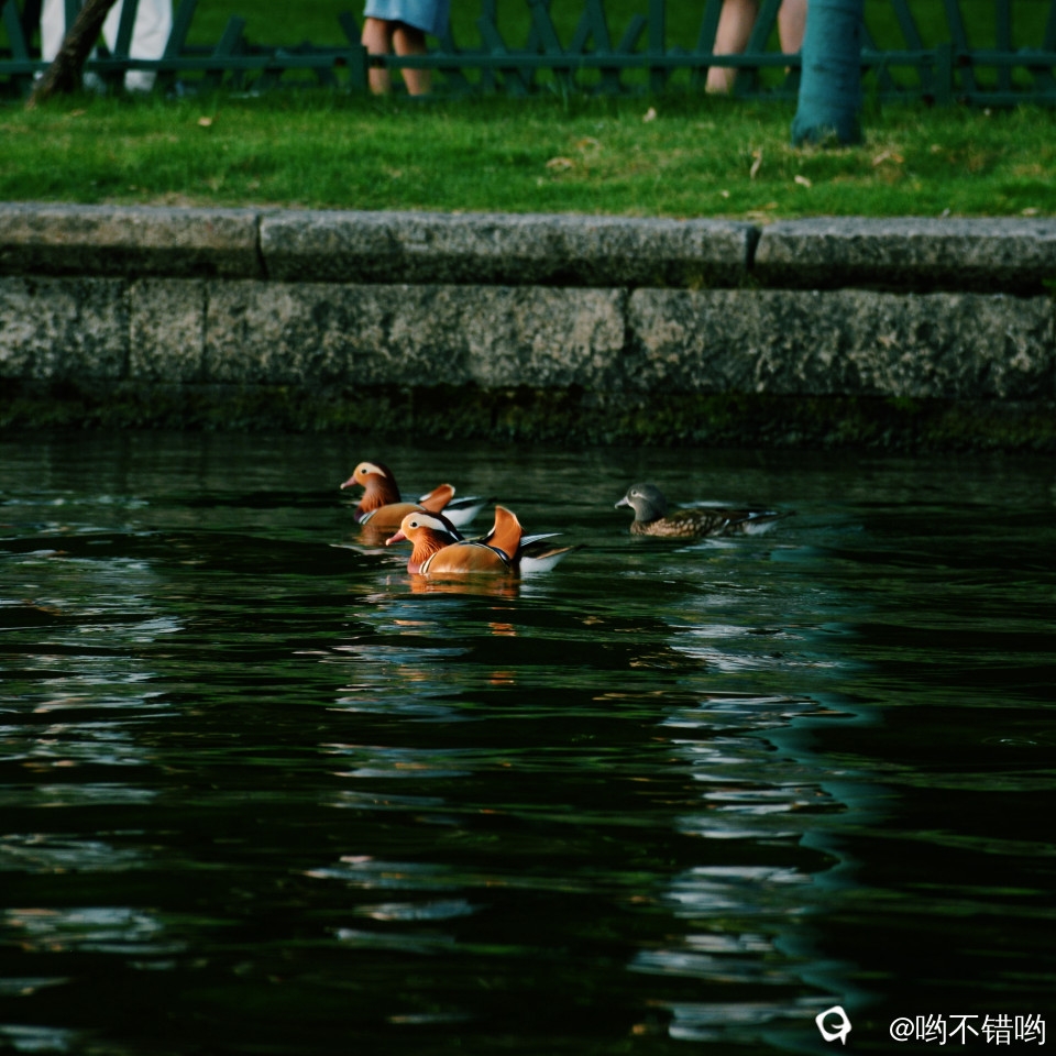 摄影新人西湖随手拍