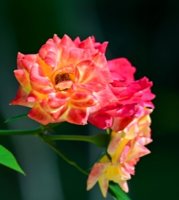 虞山的“月季花”