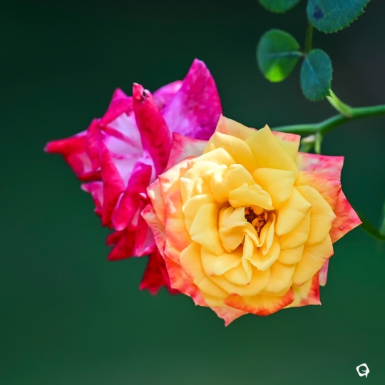 虞山的“月季花”