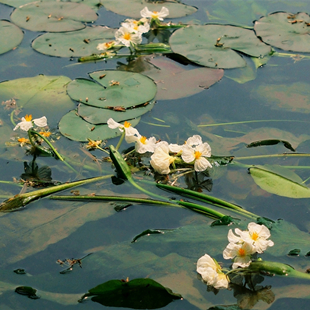 百寿海菜花