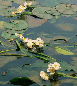 百寿海菜花开