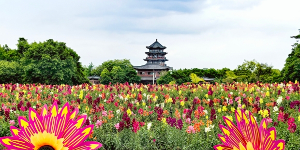金鱼草花开