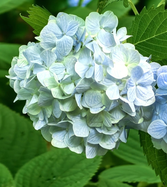 绣球花吟