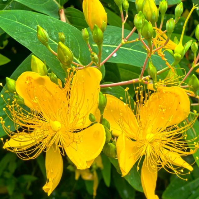 金丝桃花开
