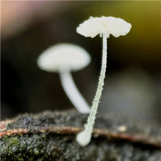 小伞