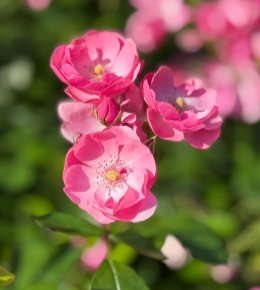 忆虞山公园观月季