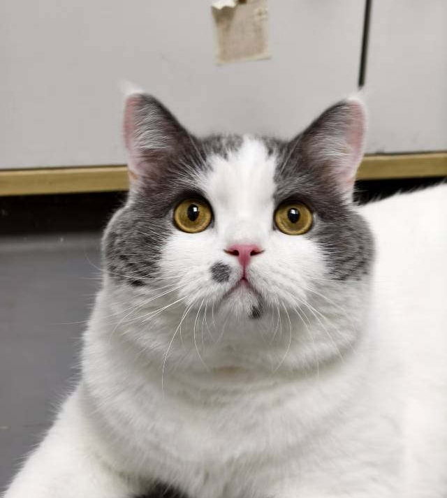 大胖猫找领养！