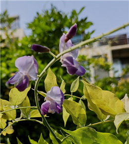 紫䕨又开花了