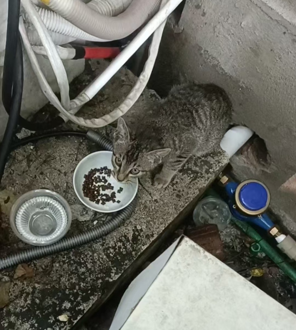 哪位好心人收留了这只小奶猫