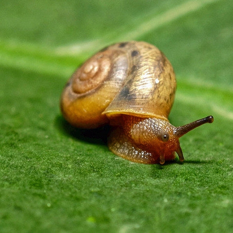 生态摄影：蜗牛篇！