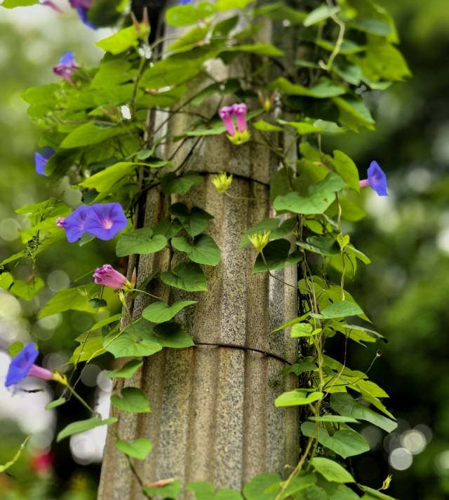 又见牵牛花