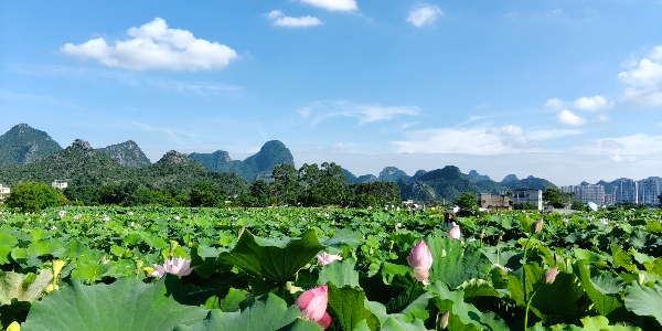 夏日荷语