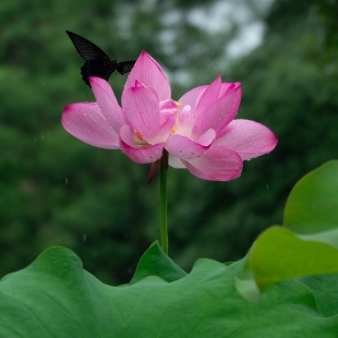 西山雨荷（二）
