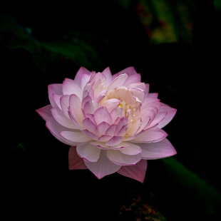 今日荷花和百日菊