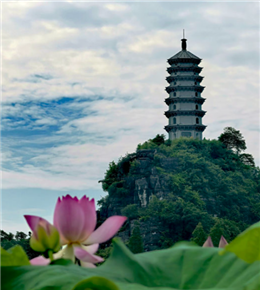 仲夏漫步桂林千亩荷塘
