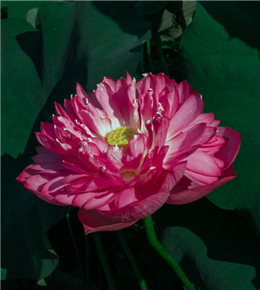 西山荷花精品展