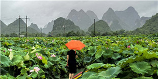 雨中赏荷（手机片）