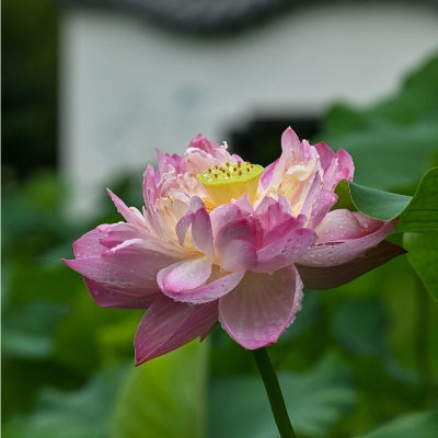 ★★★★★雨荷
