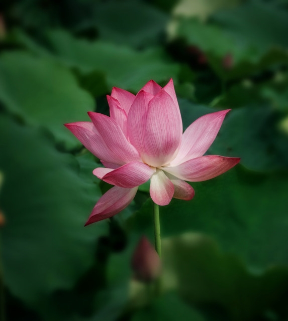 校园荷花