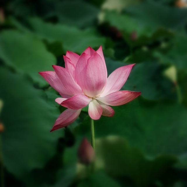 校园荷花