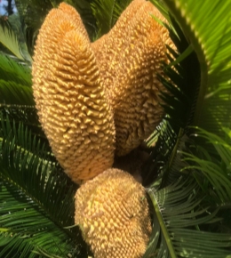 奇异铁树花
