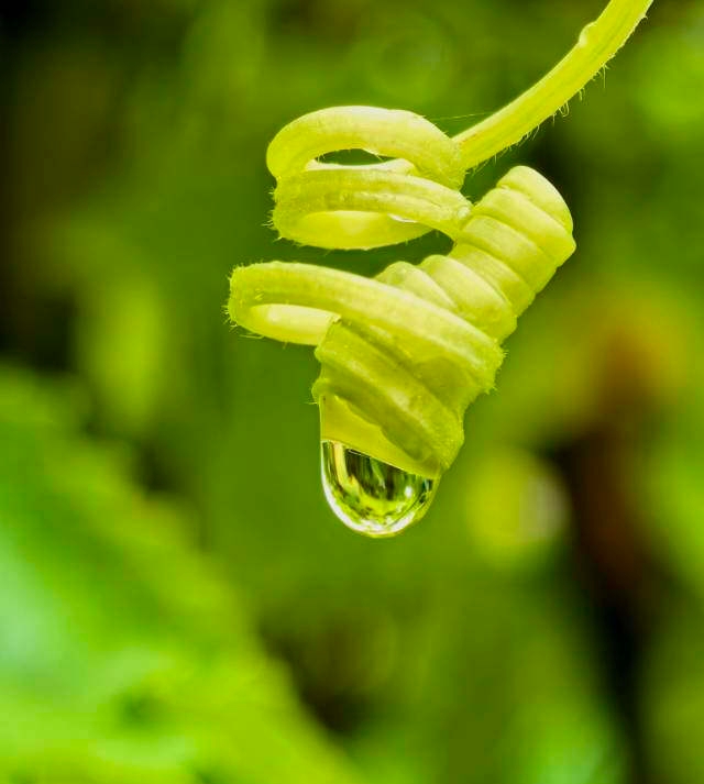 雨中赏水珠（手机片）